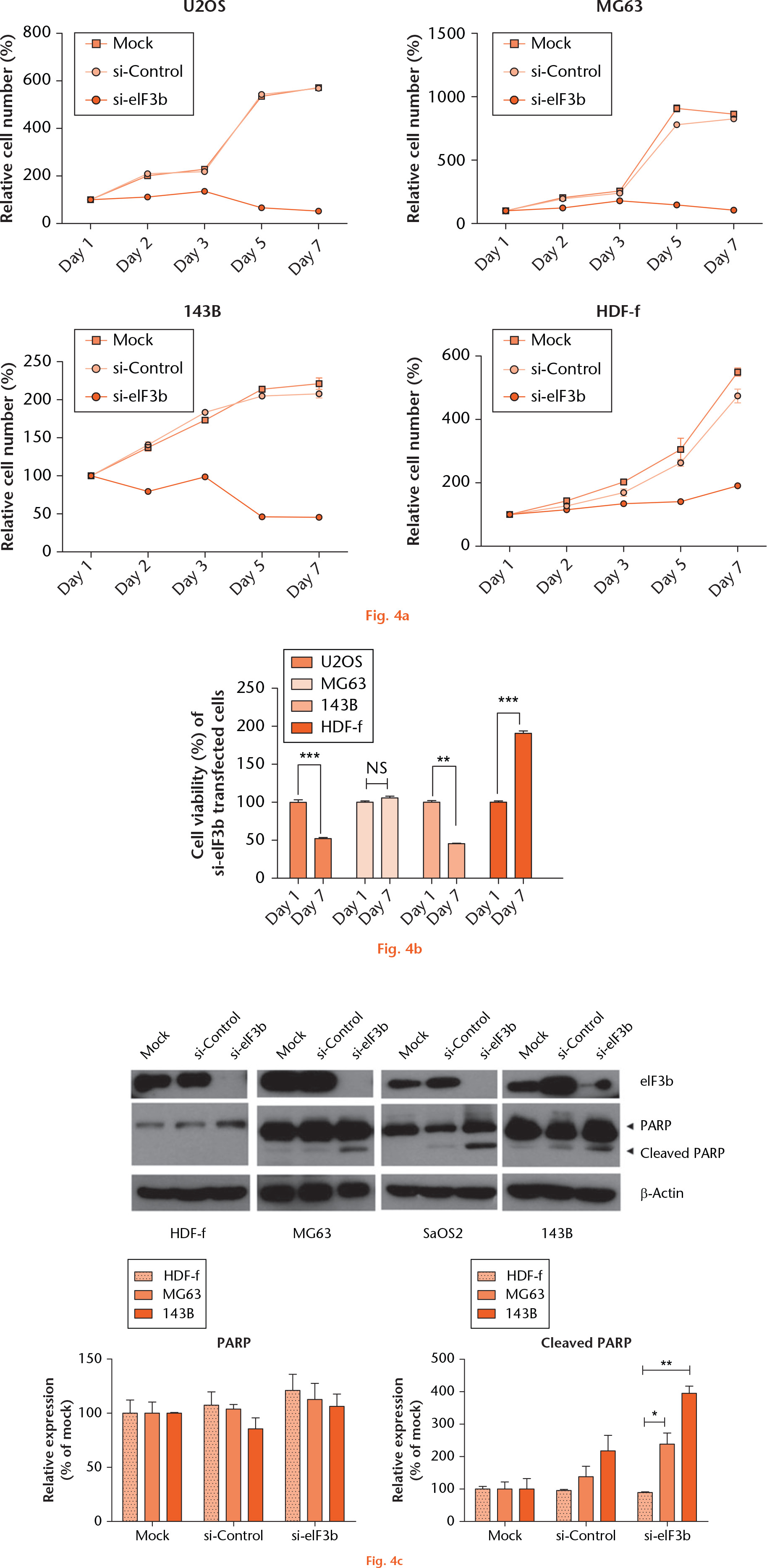 
            TNFRSF21 induces cell death in U2OS cells. a) Cells were transfected with control or eIF3b siRNA. After transfection, cell viability was measured for seven days. Day one indicates 24 hours after transfection. b) Cell viability at day one and seven after eIF3b siRNA transfection was compared. c) Three days after transfection, the level of cleaved poly ADP ribose polymerase fragment was examined by Western blot analysis (top) and Western blot band was quantified (bottom). The significance of the statistical comparisons was determined via two-tailed t-test (* p < 0.05; ** p < 0.01; *** p < 0.001; NS, not significant).
          
