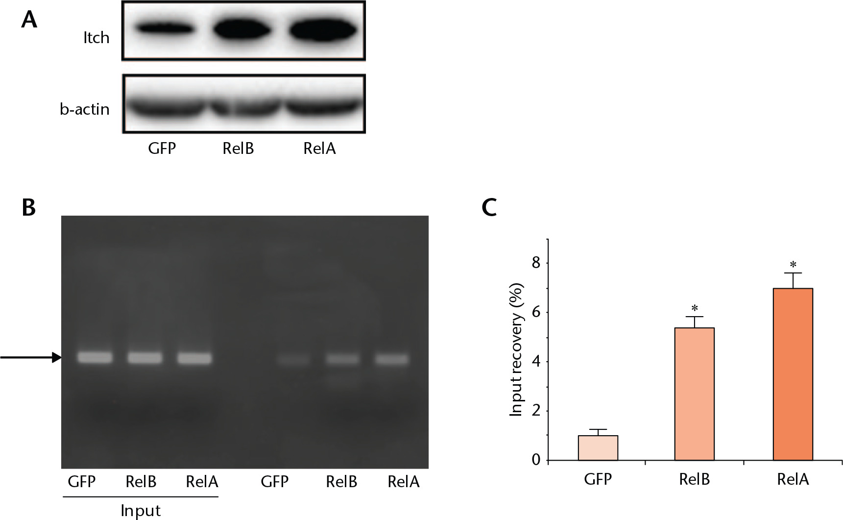 Fig. 4 
            NF-κB upregulates Itch expression in osteoblasts. C2C12, an osteoblast/myoblast cell line, was infected with GFP control, NF-κB RelA or RelB virus for 24 hours. a) Expression levels of Itch protein were determined by Western blot analysis. b) Chromatin immunoprecipitation (ChIP) assays were performed on immunocomplexes that were pulled down with anti-RelA, anti-RelB antibody or Immunoglobulin G (IgG). Precipitated DNA was measured by polymerase chain reaction (PCR) and quantitative PCR using sequence-specific primers. Values are mean (sd) of determinates in triplicate. * p < 0.05 versus green fluorescent protein (GFP)-infected samples.
          