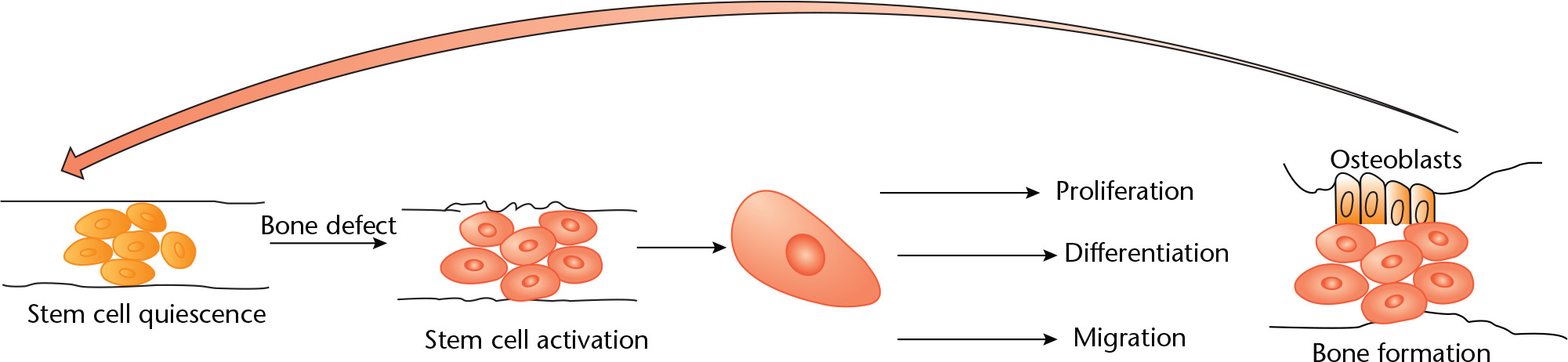 Fig. 1 
          Summary of studies on the cell therapy including time and number of transplanted cells used.
        