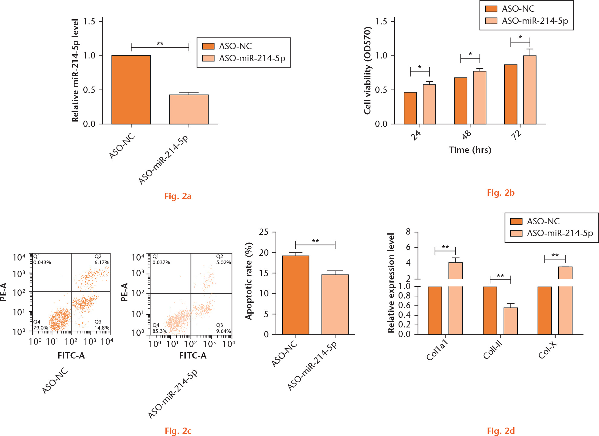  
            Inhibition of miR-214-5p promotes cell viability, suppresses apoptosis, and changes collagen (COL) levels. a) Relative expression of miR-214-5p after transfection with ASO-miR-214-5p; b) effects of inhibition of miR-214-5p on cell viability; c) effects of inhibition of miR-214-5p on cell apoptosis; d) effects of inhibition of miR-214-5p on the expression of COL1A1, COL-II, and COL-X. *p < 0.05, **p < 0.01 compared with ASO-NC.
          