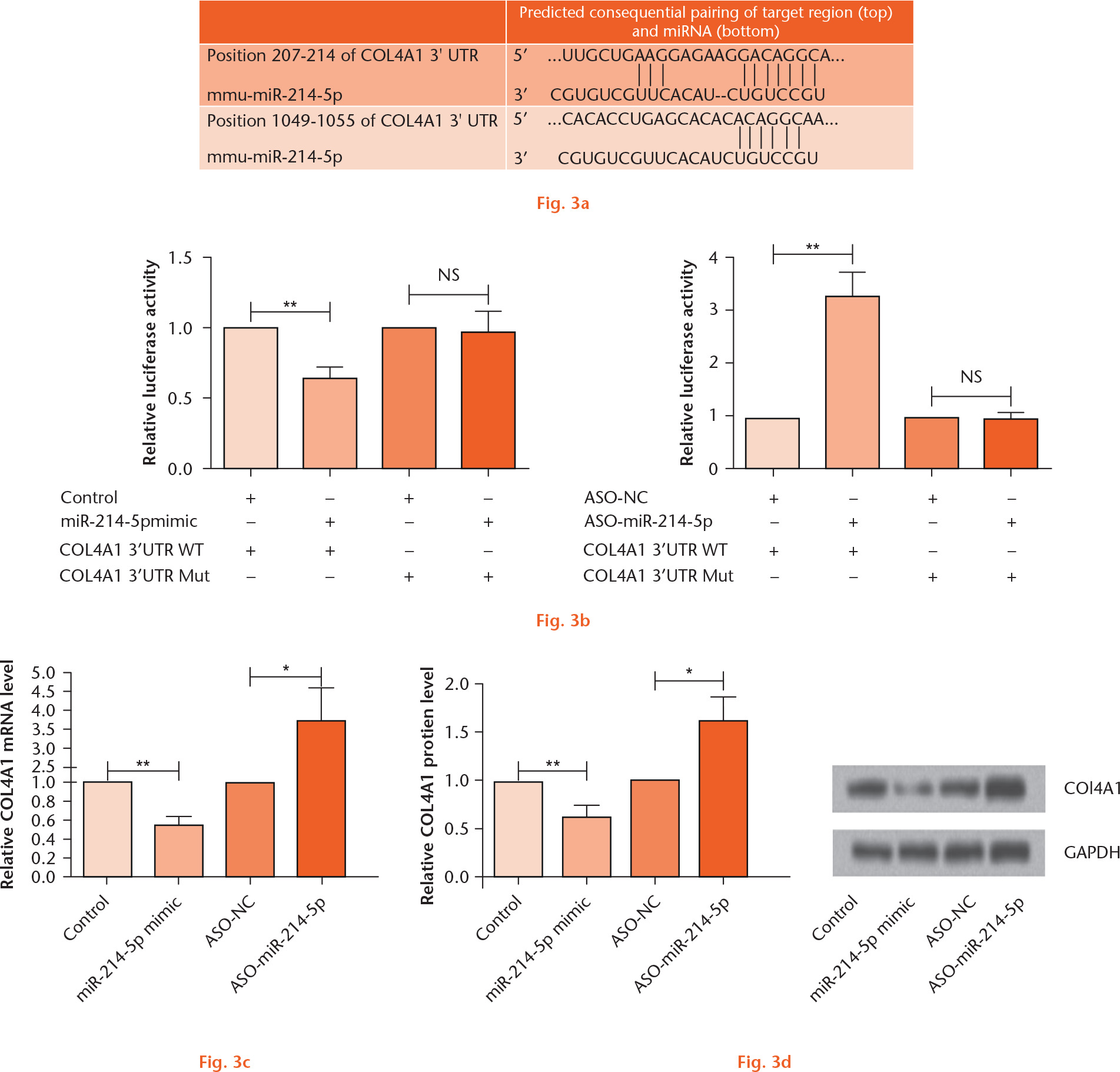 
            COL4A1 is a direct target of miR-214-5p. a) Software prediction of miR-214-5p as potential binding sites on COL4A1 3’UTR; b) relative luciferase activity; c) qRT-PCR for the relative expression of COL4A1 after transfection with miR-214-5p mimic or ASO-miR-214-5p; d) Western blot for the relative expression of COL4A1 after transfection with miR-214-5p mimic or ASO-miR-214-5p. *p < 0.05, **p < 0.01 compared with the control group, NS, not significant.
          