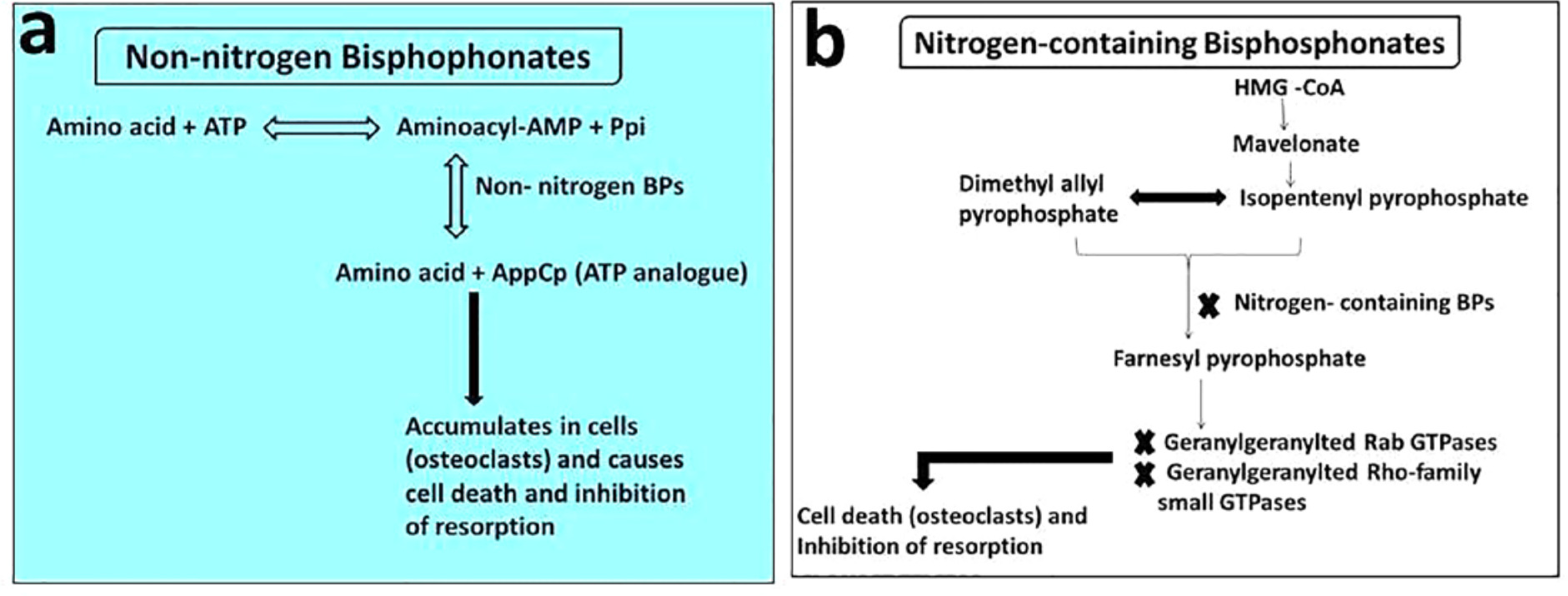 Fig. 1 
          Figure showing the representation of cellular mechanism of action of a) non-nitrogen and b) nitrogen containing bisphosphonates. Reproduced from Rogers M, Frith J, Luckman S, et al. Molecular mechanisms of action of bisphosphonates. Bone 1999;24:73S-9S (with permission from Elsevier) and Roelofs AJ, Thompson K, Gordon S, Rogers MJ. Molecular mechanisms of action of bisphosphonates: current status. Clin Cancer Res 2006;12(20 Pt 2):6222s–6230s.
        