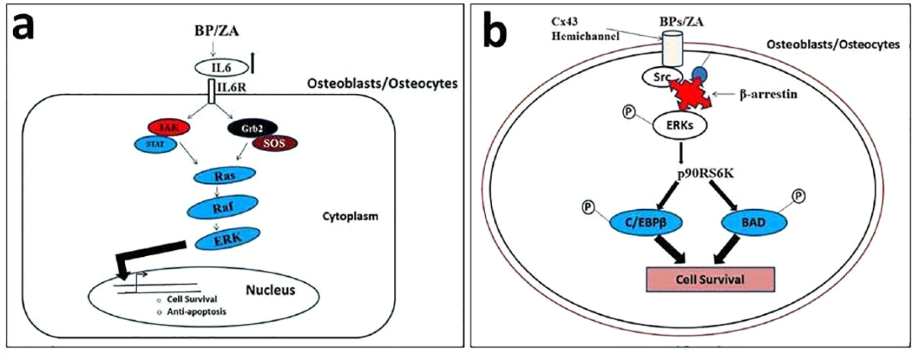 Fig. 8 
          Speculated mechanism of action of zoledronate in vivo for osteoblast survival. Probable in vivo effect of bisphosphonates as a factor for cell survival and osteoblastic differentiation exploiting two different mechanisms and pathways, a) and b). Figure modified from Bellido T, Plotkin LI. Novel actions of bisphosphonates in bone: preservation of osteoblast and osteocyte viability. Bone 2011;49:50–55 (with permission from Elsevier).
        