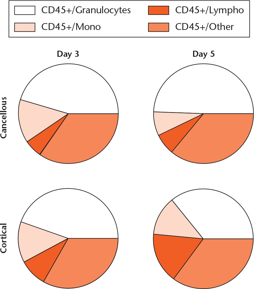 Fig. 1 
          Major cell populations in the cancellous and cortical models at days 3 and 5. Major populations were gated from Doublet/Live/CD45+ positive cells. ‘CD45+/Other’ denotes cells that fell between gates or were weakly CD45+ positive; presumably mainly immature B cells. For the cortical model at day 3, n = 3/6; for the other groups, n = 6/6.
        