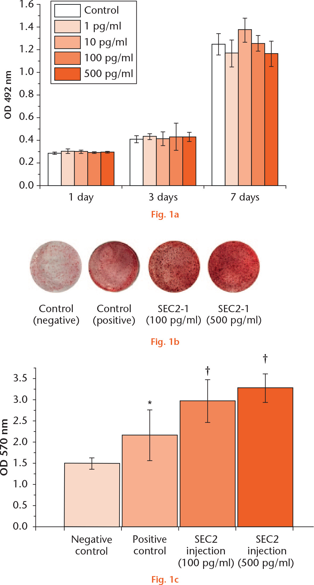  
            
              Staphylococcal enterotoxin C2 (SEC2) promoted the osteoblast differentiation of bone marrow-derived mesenchymal stem cells (BMSCs). a) Different dose of SEC2 has no obvious effect on cell viability of BMSCs. b) and c) Calcium nodule formation was evaluated by Alizarin Red S staining and quantified by colorimetric assays. *p < 0.05 versus negative control; †p < 0.01 versus negative control. OD, osteogenic differentiation.
          