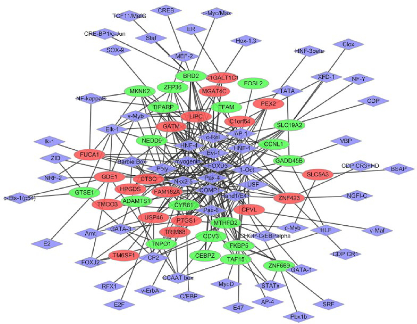 Fig. 7 
            The established transcriptional regulatory network of osteoarthritis. Red- and green-coloured nodes represent products of up- and downregulated differentially expressed genes (DEGs), respectively. The purple nodes denote products of transcriptional factors (TFs) predicted to interact with the corresponding DEGs.
          