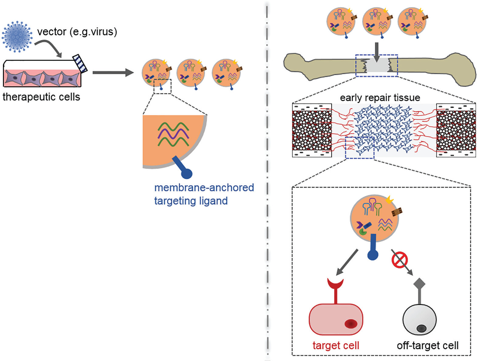 Fig. 5 
          Diagram showing the genetic engineering of extracellular vesicles (EVs) for targeting endogenous repair cells. The efficacy of exogenous EVs may be improved by introducing targeting ligands onto their surface that recognize cell surface receptors specific for key repair cells. One way in which to introduce these ligands would be to genetically engineer parent cells to express them within the extracellular domain of a membrane-anchored fusion protein. The fusion protein would then be expressed on the surface of EVs secreted by the parent cells. In addition to potentially improving the efficiency of target cell uptake of EV contents, this strategy could also limit nonspecific or adverse effects in off-target cells.
        