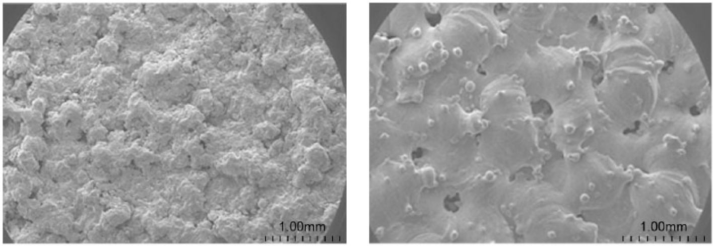 Fig. 1 
            Scanning electron microscopy images of the surfaces of (a) titanium plasma spray (TPS)-coated (30×) and (b) direct metal fabrication (DMF)-coated (30×) specimens showing the different surface characteristics. Compared with the TPS-coated surface, the DMF-coating had a more uniform porosity, which ranged from 200 μm to 500 μm.
          