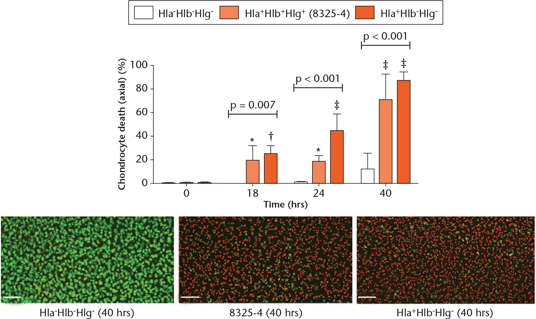 Fig. 4 
            Graph showing that the 8325-4 and Hla+Hlb-Hlg- strains had comparable potencies. In comparison with the Hla-Hlb-Hlg-strain control group, the 8325-4 and Hla+Hlb-Hlg- strains induced similar chondrocyte death over the experimental period (N = 4 (n = 8); p-values are shown from one-way analysis of variance; *p < 0.05; †p < 0.01; ‡p < 0.001 vs Hla-Hlb-Hlg- strain by post hoc Dunnett’s test). Confocal laser-scanning microscopy images represent the chondrocyte death induced by each strain at 40 hours.
          