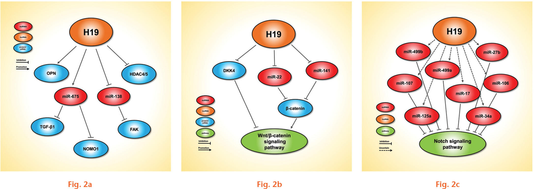 Fig. 2 
            The molecular mechanisms of H19 in osteogenesis. a) H19 regulates osteogenesis-related genes. b) H19 regulates the Wnt/β-catenin signalling pathway. c) H19 regulates the MAPK signalling pathway.
          