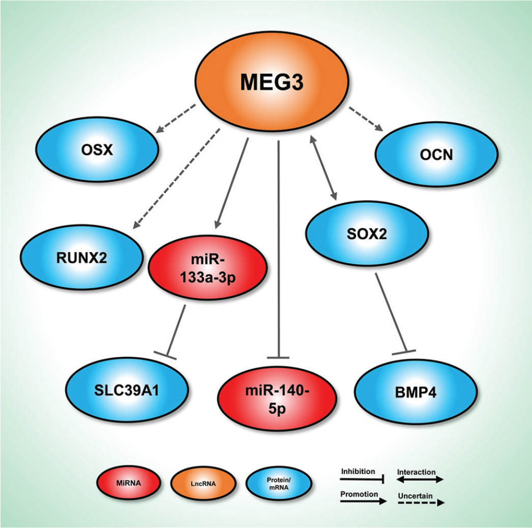 Fig. 4 
            The molecular mechanisms of DANCR in osteogenesis. DANCR regulates the Wnt/β-catenin signalling and MAPK signalling pathways.
          
