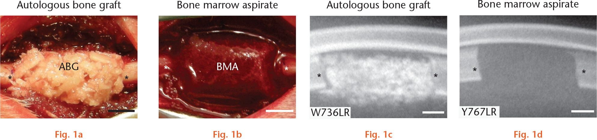 Fig. 1 
            Implantation of autologous bone graft (ABG) and bone marrow aspirate (BMA) treatments into ulnar defects. Representative a) and b) post-implantation digital images, and c) and d) post-surgical radiographs of ABG and BMA treatments in rabbit ulnar defects. Scale bar indicates 3.5 mm. *Osteotomized bone end.
          