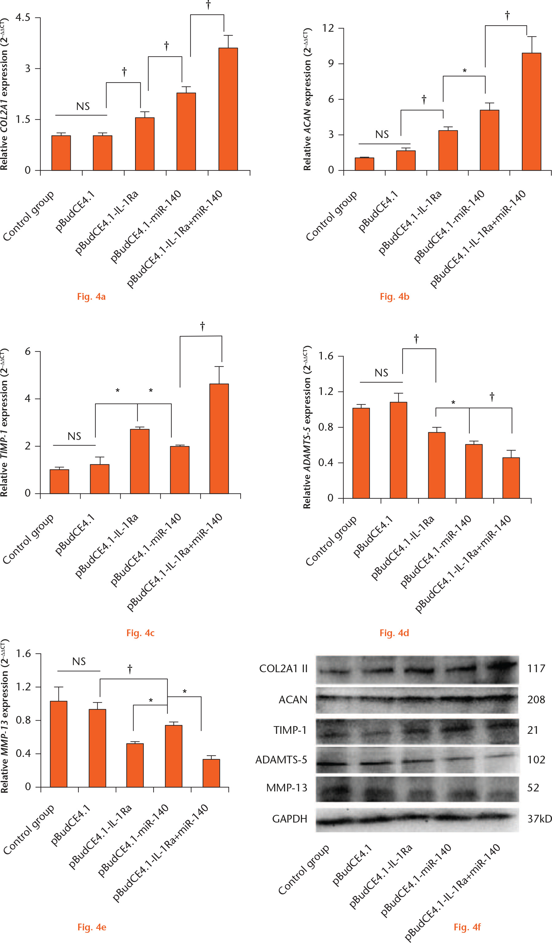 Fig. 4 
            The effect of gene delivery on collagen type II alpha 1 chain (COL2A1), aggrecan (ACAN), TIMP metallopeptidase inhibitor 1 (TIMP-1), a disintegrin and metalloproteinase with thrombospondin motifs 5 (ADAMTS-5), and metalloproteinase (MMP)-13 expression in chondrocytes. Graphs showing real-time fluorescent quantitative polymerase chain reaction (RT-qPCR) assays for the mRNA expression of: a) COL2A1; b) ACAN; c) TIMP-1; d) ADAMTS-5; and e) MMP-13. The data are shown as mean values and standard deviations. The raw mRNA gene expression data for each group were calibrated to the reference gene β-2-microglobulin (B2M), and the relative expression level of each gene is represented as 2-∆∆CT. *p < 0.05; †p < 0.01; NS, not significant. f) Western blot assays for the protein expression of collagen II, aggrecan, TIMP-1, ADAMTS-5, and MMP-13. Glyceraldehyde 3-phosphate dehydrogenase (GAPDH) was used as the internal control.
          