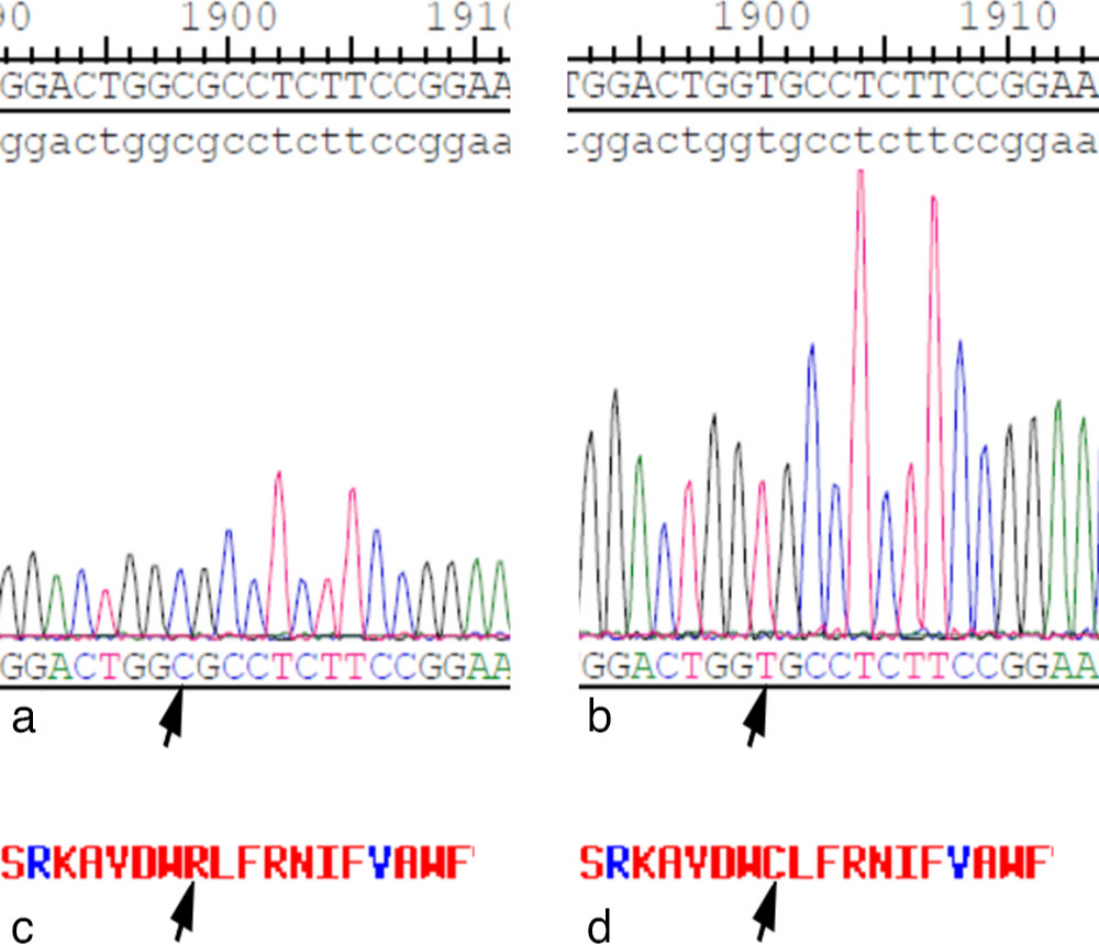 Fig. 1 
          Sanger sequencing confirmed the a) cloned wild-type and b) mutant mouse solute carrier family 20 member 2 (SLC20A2) complementary DNA (cDNA) (NM_011394). c) and d) This mutation causes a change of an amino acid in SLC20A2 protein (R > C). The arrows indicate the site of variance.
        