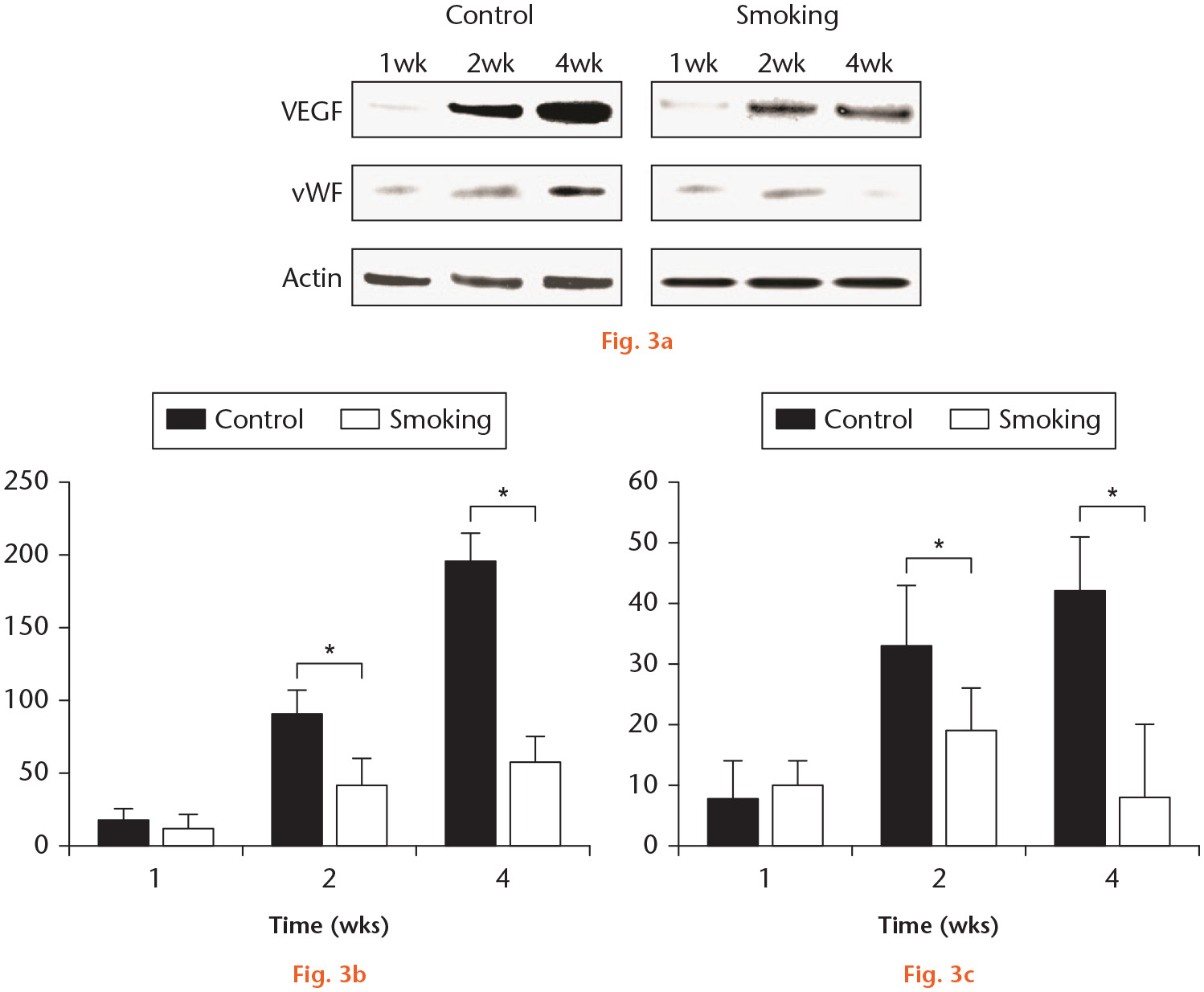 Fig. 3 
            Cigarette smoke inhalation reduced the expression of vascular endothelial growth factor (VEGF) and von Willebrand factor (vWF) protein in the fracture callus. a) Western blot analysis was used to detect the expression of VEGF and vWF protein in the fracture callus. β-actin was used as an internal control (n = 4). One representative data set obtained from repeated experiments is shown. b) Quantified data of Western blot analysis for the expression of VEGF in the smoking group, two and four weeks after the fracture (n = 4). c) Quantified data of Western blot analysis for expression of vWF in the smoking group, two and four weeks after the fracture (n = 4). Data are shown as the mean (SD) of six experiments. *p < 0.001 (Mann-Whitney U test).
          
