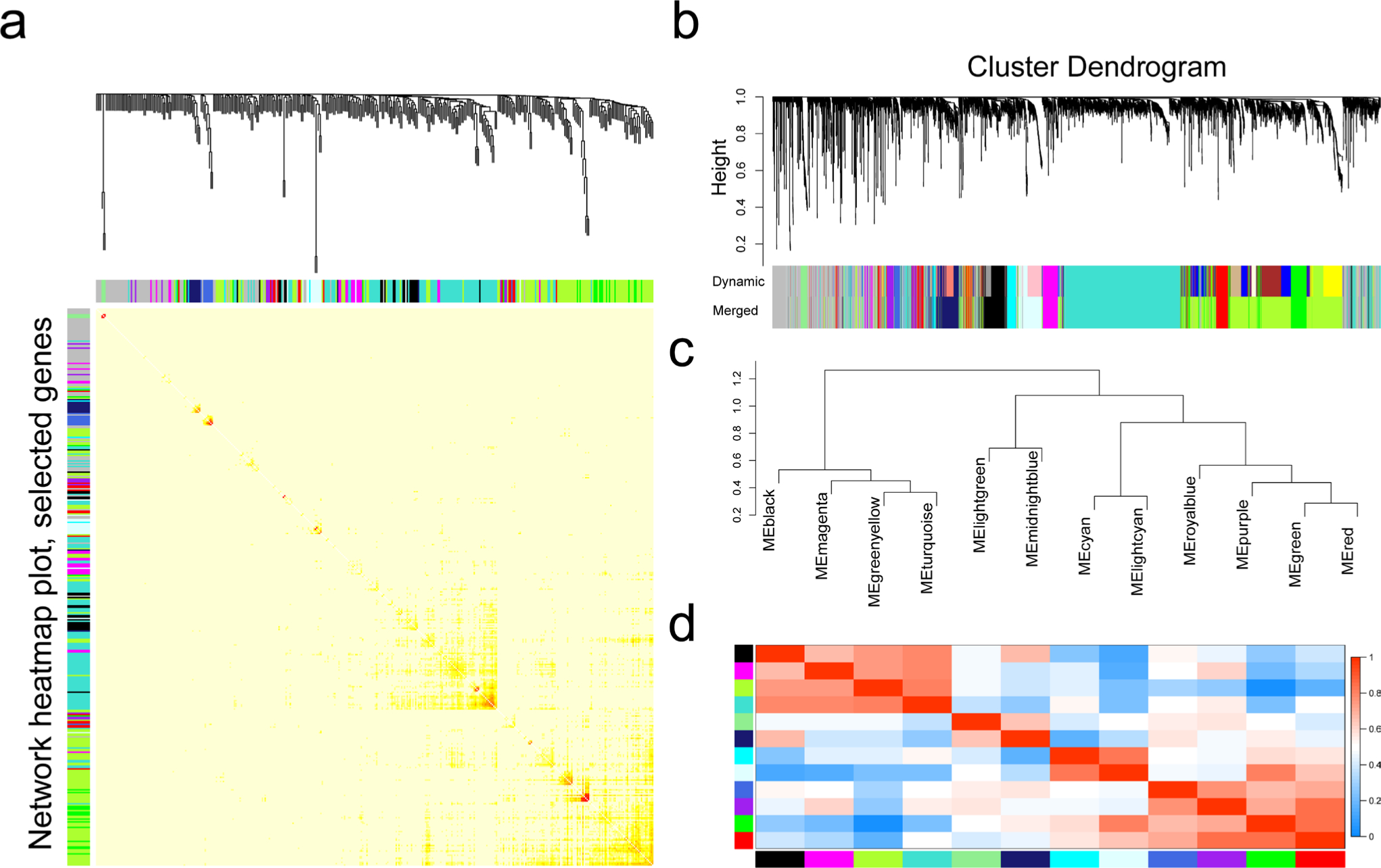 Fig. 2 
            Topological overlap calculation and module identification. a) Heatmap plot of topological overlap in the gene network. Red squares along the diagonal correspond to modules. b) Gene dendrogram calculated by average linkage hierarchical clustering. The colour row underneath the dendrogram shows the assigned original module and the merged module. c) Hierarchical clustering of module eigengenes that summarize the modules identified in the clustering analysis. d) Heatmap plot of the eigengene adjacencies. Each row and column in the heatmap corresponds to one module eigengene.
          