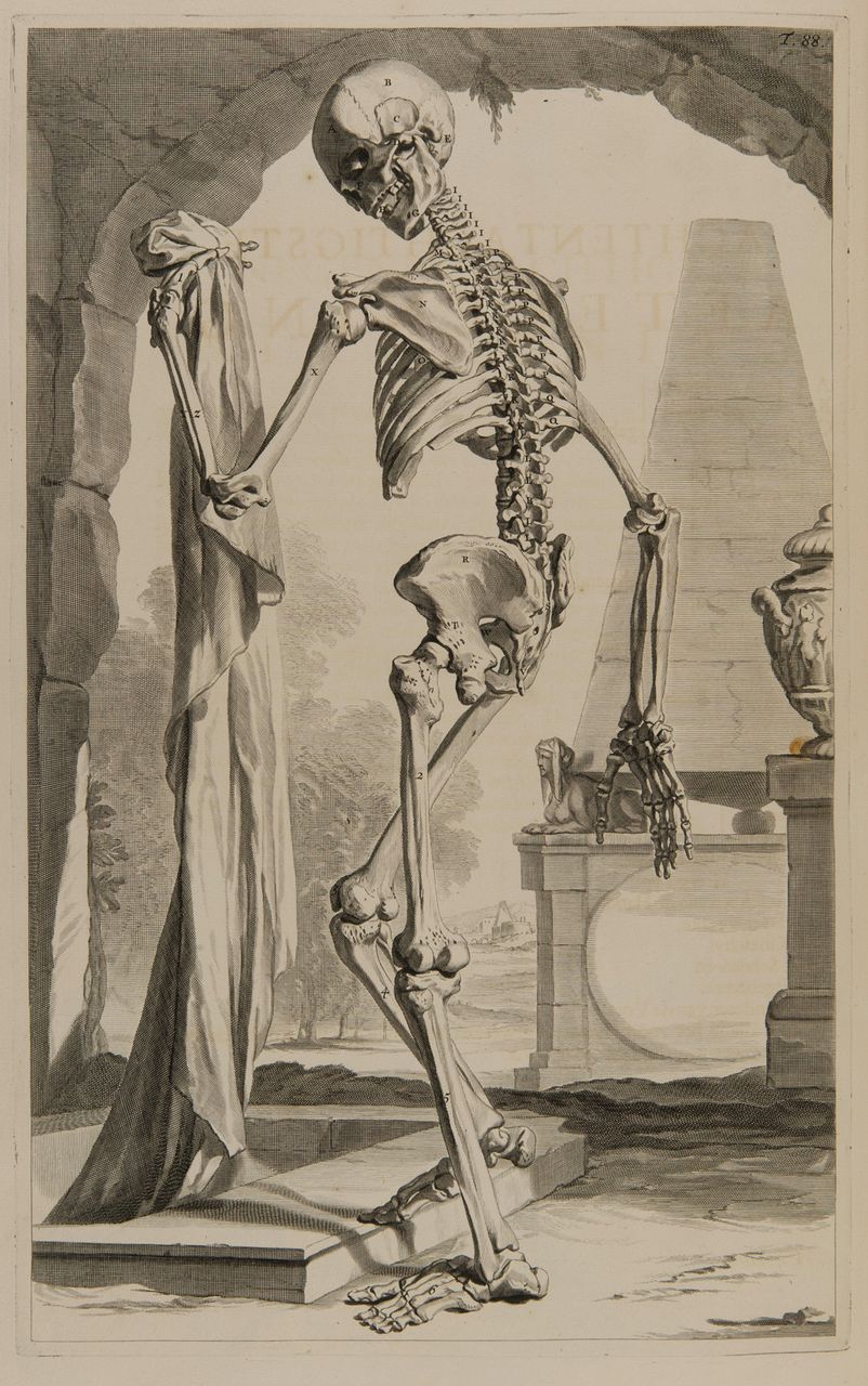 Fig. 3 
            Original anatomical drawing of the human skeleton by Gérard De Lairesse from Govard Bidloo’s work entitledOntleding des Menschelijken Lichaams (1690).6 The skeleton represents death itself by holding a shroud over a grave. Courtesy of University Library of Groningen, special collections (uklu KW C 1150).
          