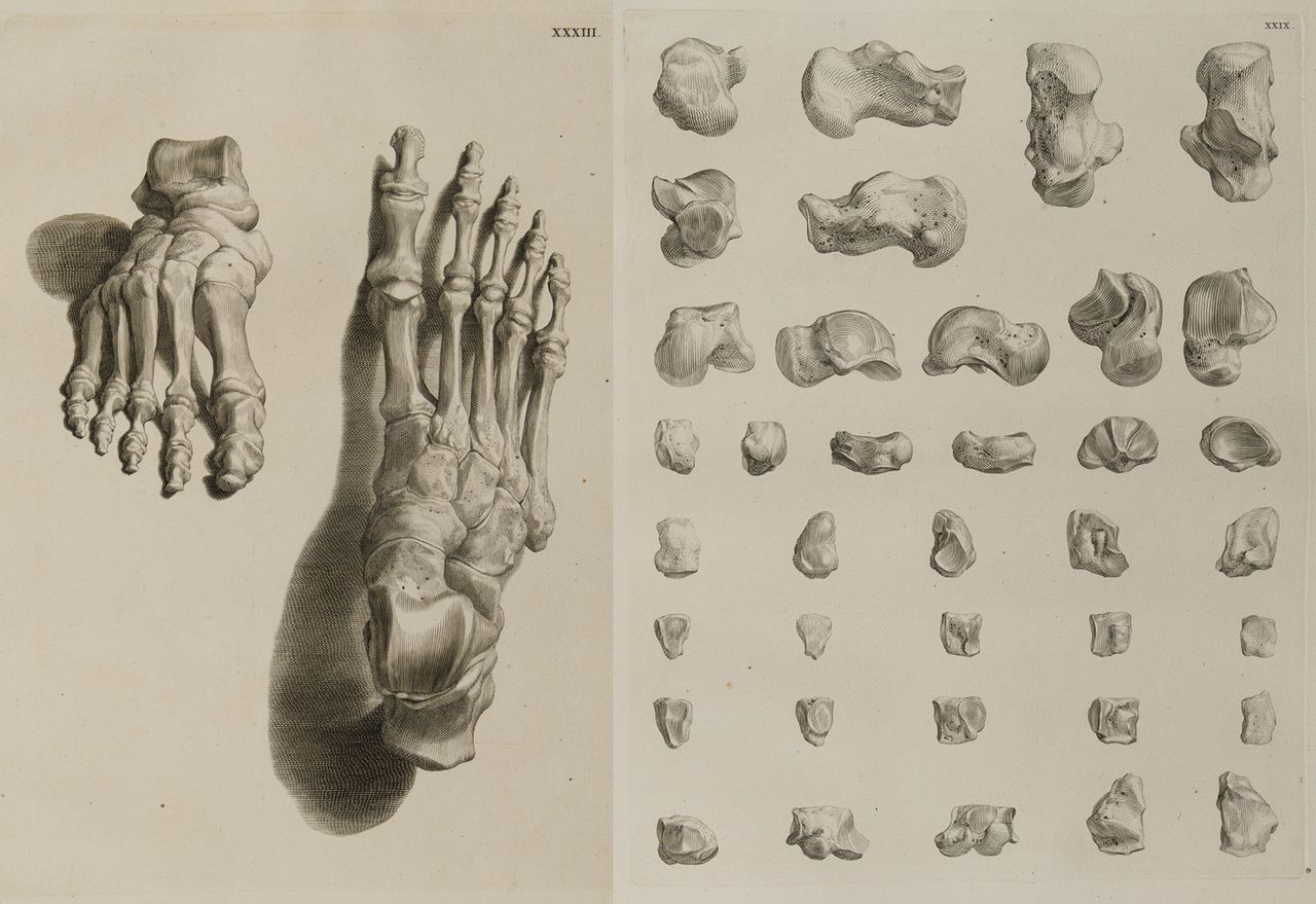 Fig. 5 
            Osteology of the foot, illustration from Bernard Siegfried Albinus’ work entitledTabulae ossium humanorum (1753).5 Courtesy of University Library of Groningen, special collections (uklu KW C 563).
          