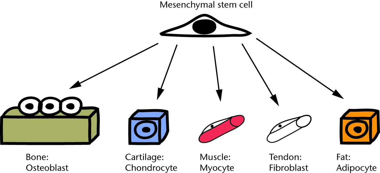Fig. 1 
          Schematic diagram showing how multipotent mesenchymal stem cells (MSCs) can differentiate into musculoskeletal cell lines.
        