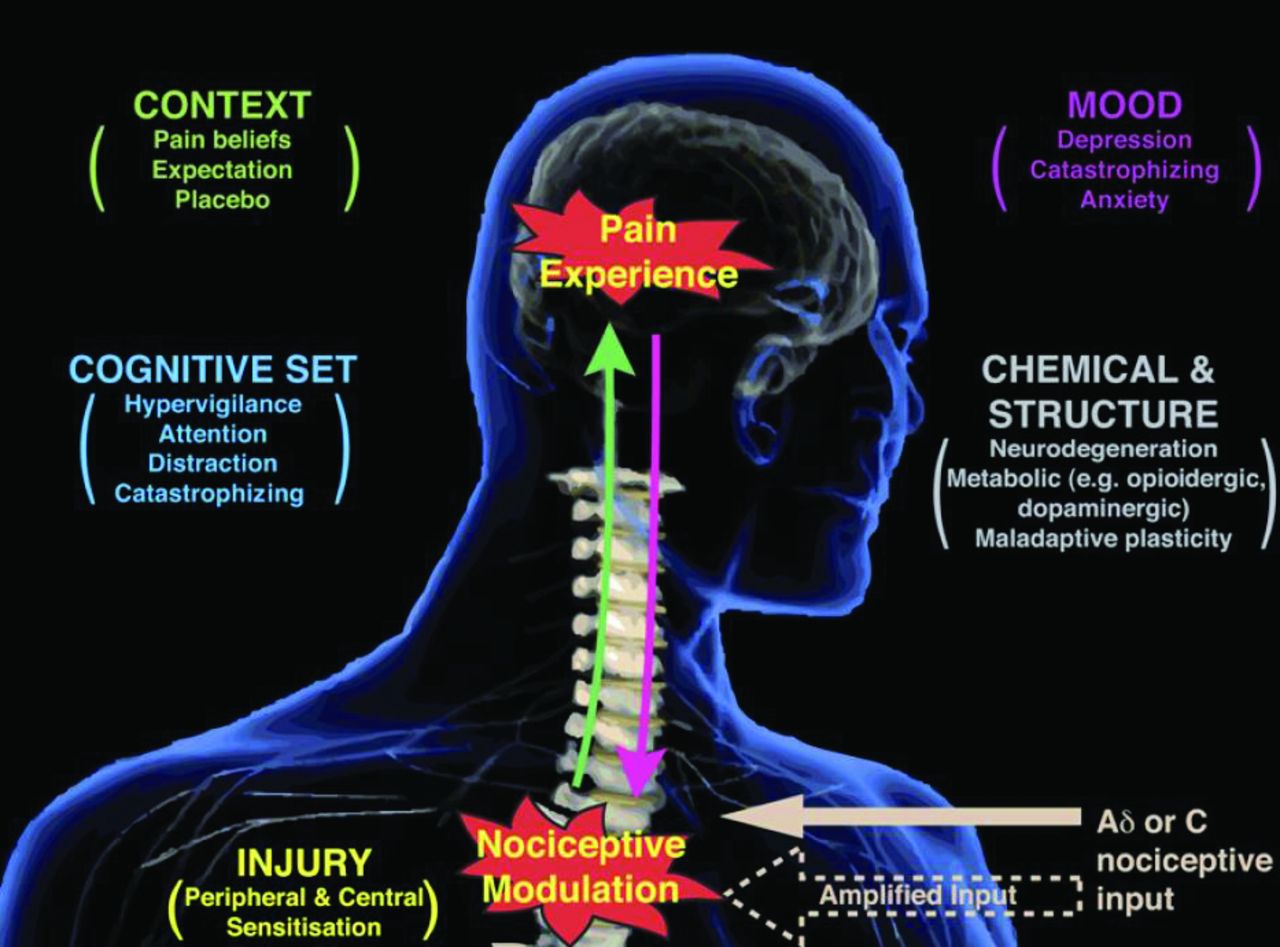 Fig. 1 
          
            FigCapKey factors that influence nociceptive inputs to affect pain perception.2
        