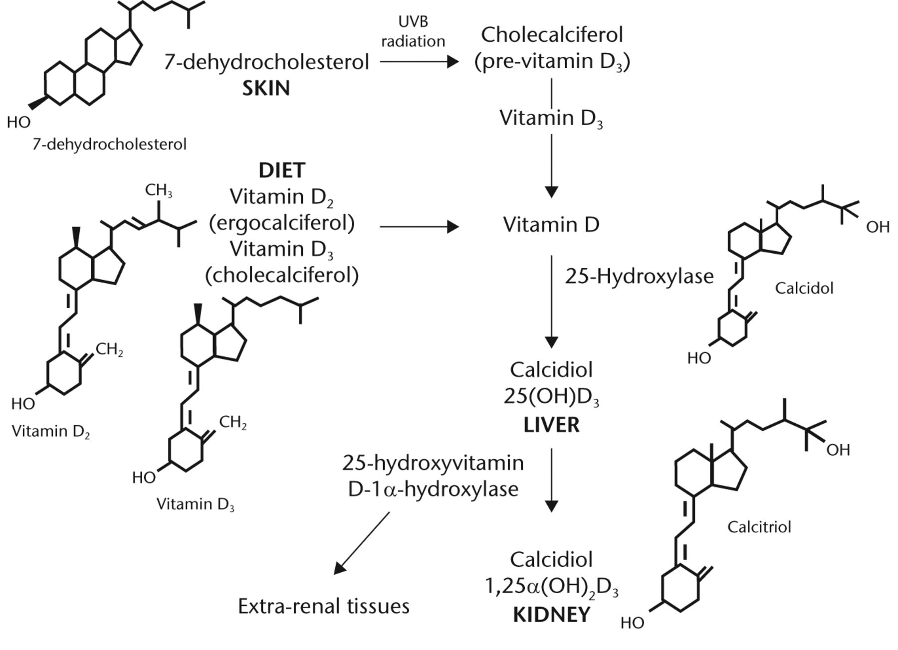 Fig. 1 
          
            FigCapVitamin D metabolism (adopted from Dirks-Naylor 2011).3 Metabolism of vitamin D from dietary intake and the skin precursor, 7-dehydrocholesterol by UV radiation to pre-vitamin D, and its subsequent hydroxylation in the liver and kidney to its active form.
        