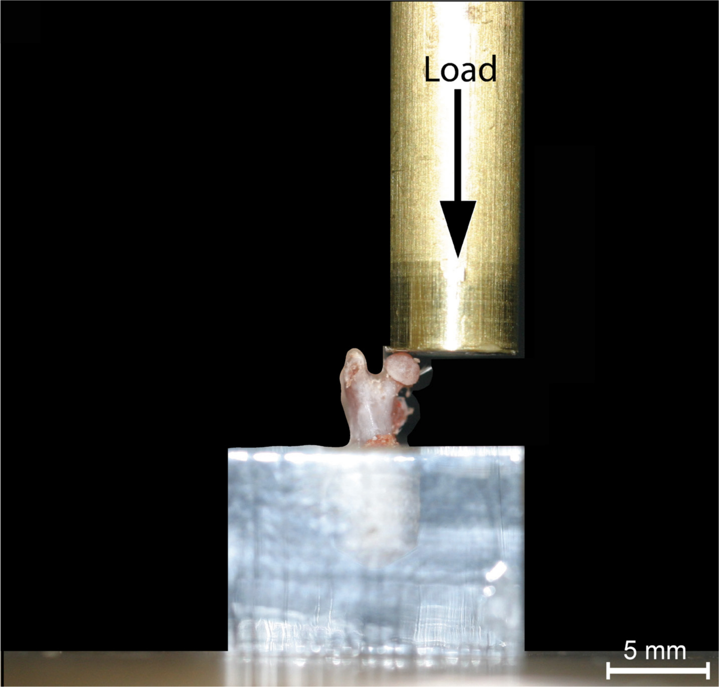 Fig. 1 
            The positioning of the femur in the universal materials testing machine prior to compression until failure. The black arrow represents the direction of force applied.
          