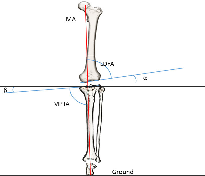 Fig. 1 
          The calculation of the actual joint line obliquity (aJLO) in the case of a neutral knee with an apex distal JLO, which has its mechanical axis (MA) vertical to the ground. α angle = 90° - lateral distal femoral angle (LDFA). β angle = 90° - medial proximal tibial angle (MPTA). Both α angle and β angle each contributes to half of the apex distal JLO, so the aJLO to the ground should be calculated as aJLO = (α+β)/2, which is 90° - (LDFA+ MPTA)/2.
        
