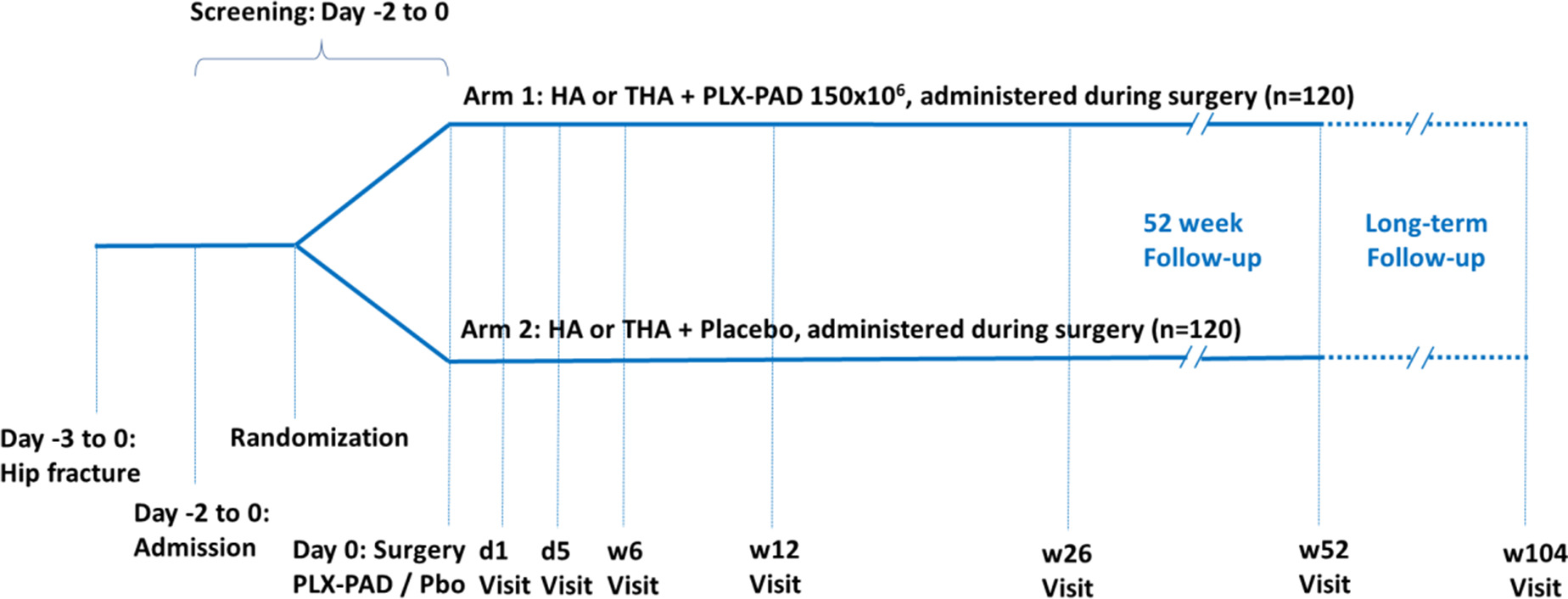 Fig. 1 
            Schematic study design of the HIPGEN trial. Main study period comprises four periods (screening and pre-surgery; surgery and treatment with placenta-derived adherent stromal cells (PLX-PAD) or placebo (Pbo); hospital follow-up until discharge; follow-up period of 104 weeks). d, day; HA, hemiarthroplasty; placebo; THA, total hip arthroplasty; w, week.
          