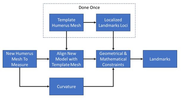 Fig. 1 
          Flowchart outlining methodology of calculating automated measurements from the statistical atlas.
        