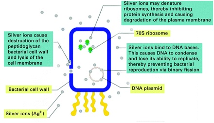 Fig. 1 
          Diagram showing mechanism of action
of silver ions. Reprinted from Trends Biotechnol, 28, Chaloupka
K, Malam Y, Seifalian AM, Nanosilver as a new generation of nanoproduct
in biomedical applications, 580–588, 2010, with permission from
Elsevier.
        