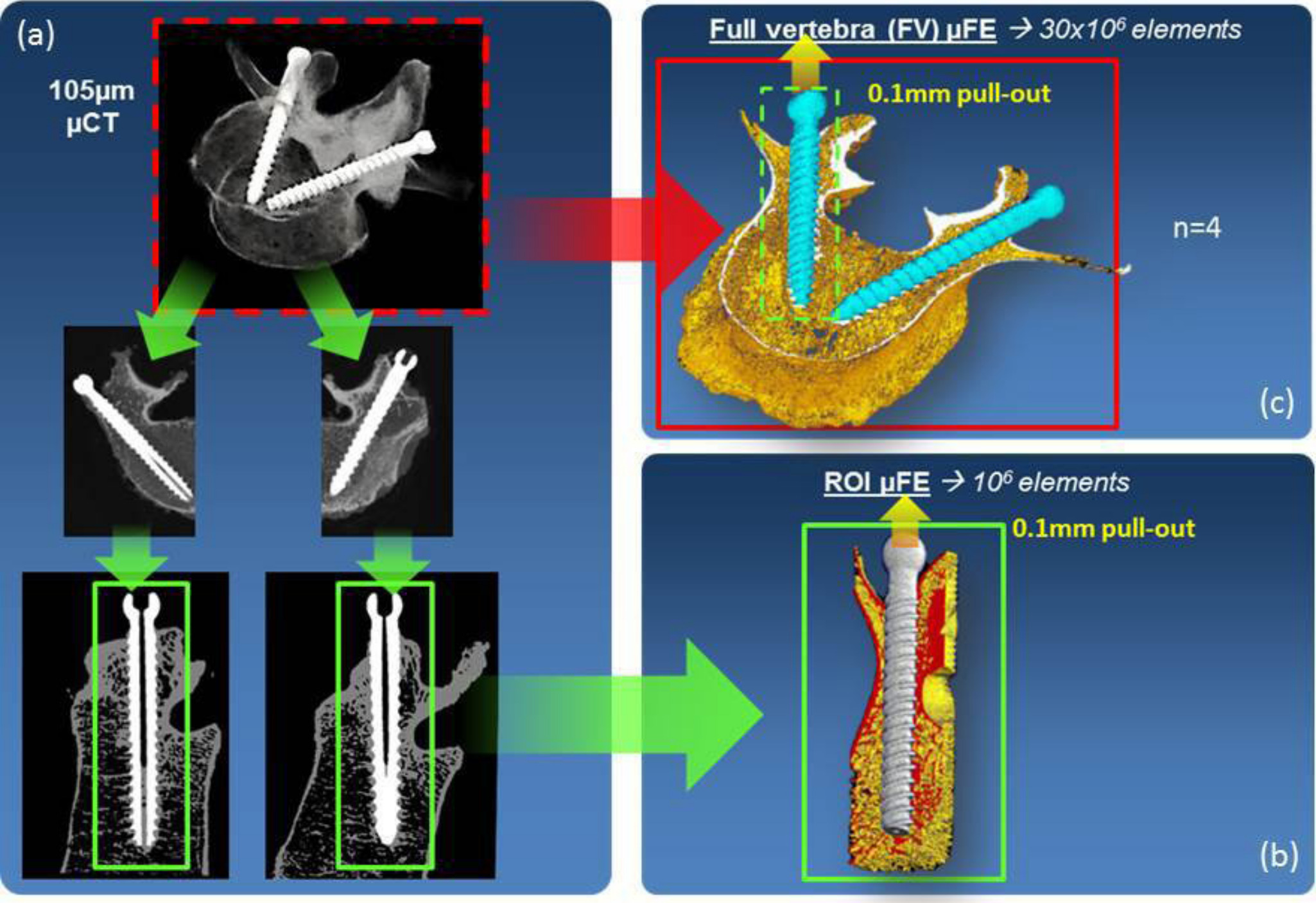 Fig. 1 
            
              a) Cadaveric vertebrae implanted with pedicle screws were scanned at 
              105
              
              µm
               resolution with micro-CT (µCT). These images were segmented to separate bone tissue and implants and then cropped to a final 
              10
              
              mm
              
              radius
               region of interest (ROI) around the screw axis, where apparent bone density bone volume fraction (BV/TV) was calculated. b
              ) These ROI regions were converted to ROI microfinite element (µFE) models, which were then constrained at the bottom bone nodes while the upper nodes at the screw were displaced by 
              0.1
              
              mm
              . 
              c) In a parallel step, the full vertebral body with pedicle screws was also similarly segmented and converted directly to full vertebra (FV) µFE models.
          