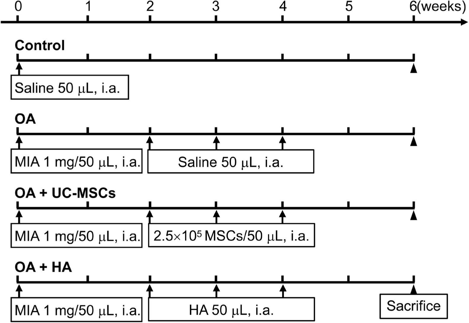 Fig. 2 
            Schematic diagram of the experimental procedure. HA, hyaluronic acid; i.a., intra-articular injection; MIA, monoiodoacetate; MSCs, mesenchymal stem cells; OA, osteoarthritis; UC-MSCs, human umbilical cord mesenchymal stem cells.
          