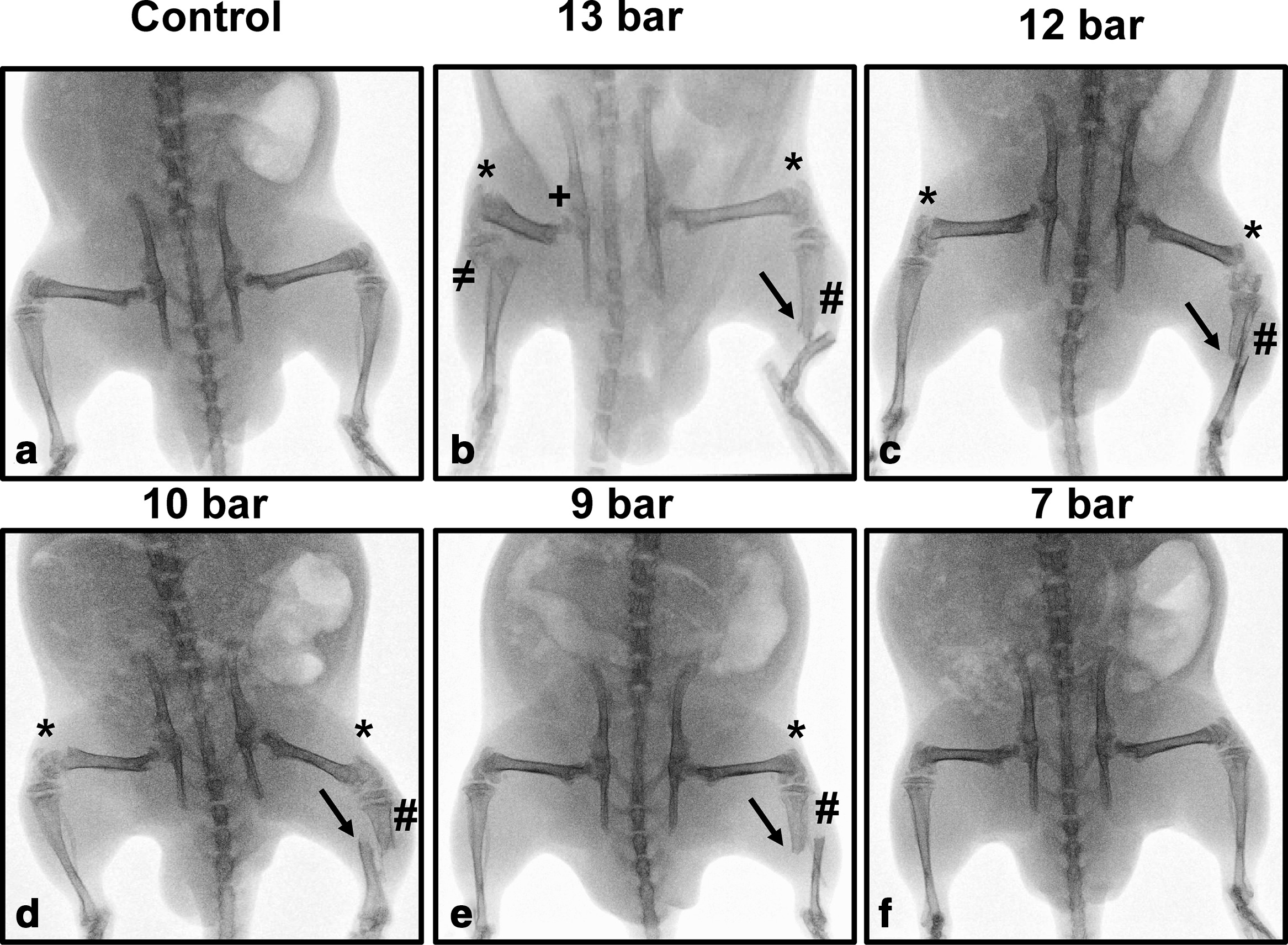 Fig. 3 
            Representative radiographs at each level of burst pressures. Dorsal capture of: a) control (intact rat); b) 13 bar; c) 12 bar; d) 10 bar; e) 9 bar; and f) 7 bar burst pressure. Fractures are annotated as follows: +hip fracture; ≠below-knee fracture; *above knee fracture; and #tibial fracture at the intended site (left hindlimb), also indicated by arrows.
          