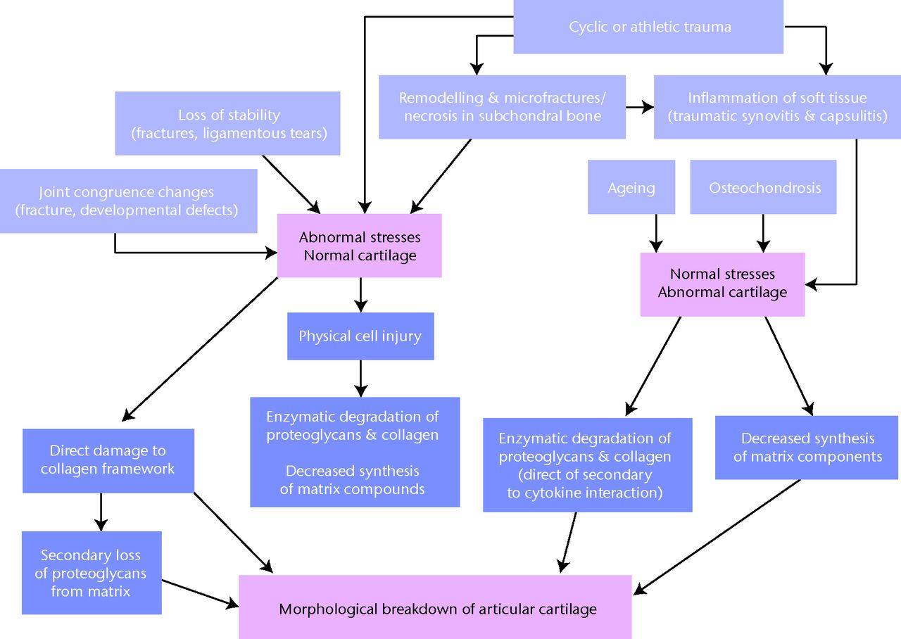 Fig. 1 
          Diagram showing the possible pathways
for degradation of articular cartilage secondary to joint trauma
in the horse (reproduced with permission from McIlwraith CW.
Frank Milne Lecture: from arthroscopy to gene therapy: 30 years
of looking in joints. Am Assoc Equine Pract 2005;51:65–113).
        