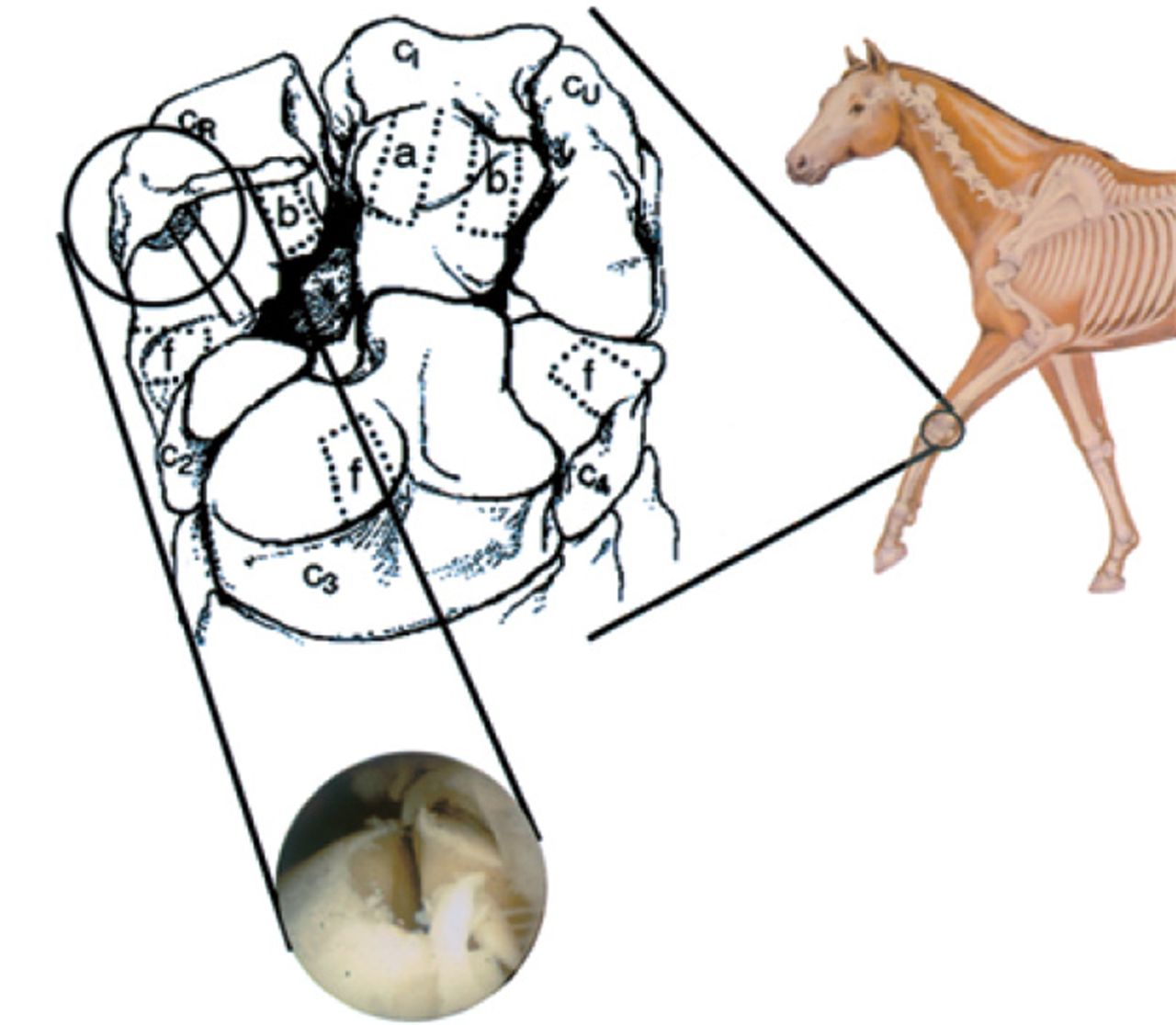 Fig. 5 
          Image showing the dorsal view of the
equine middle carpal joint depicting areas of specific tissue sampling
and the osteochondral fragment: a) an area from which articular
cartilage was harvested for estimation of proteoglycan synthesis,
b) areas from which articular cartilage was harvested for analysis
of glycosaminoglycan content, and f) areas from which articular
cartilage was harvested for histopathology. The filled in area in
the radial carpal bone (CR, circled) represents the osteochondral
fragment and the solid lines running through this region represent the
section of bone harvested for routine histopathology. The arthroscopic
image shows the radial carpal bone after fragment creation and bone debridement
(CI, intermediate carpal bone; CU, ulnar carpal bone;
C2, second carpal bone; C3, third carpal bone;
C4, fourth carpal bone) (reproduced with permission from Frisbie
DD et al. Treatment of experimental equine osteoarthritis
by in vivo delivery of the equine interleukin-1 receptor antagonist
gene. Gene Therapy 2002;9:12–20).
        