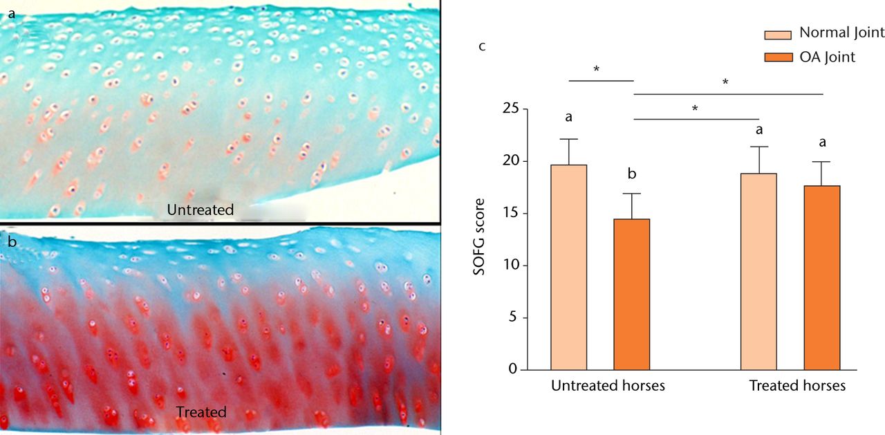Fig. 8 
            Diagrams showing the effect of osteoarthritis
(OA) and gene transfer on cartilage histology. Figures 8a and 8b
– photomicrographs from 5 µm sections of OA articular cartilage
stained with Safranin-O and fast green (SOFG) in a) an OA joint
of an untreated horse, showing little or no stain uptake in all
areas, and b) an OA joint of a horse treated with Ad-EqIL-1ra, showing moderate
stain uptake patterns in all areas. Figure 8c – bar chart showing
the effect of OA and gene transfer on cartilage staining scores.
Different letters associated with bars indicate a statistical difference
(p <
 0.05) between bars. Lines with an asterisk (*) linking treatment
groups also indicate a statistical difference between treatment
groups. For instance, there is no difference between untreated and
treated normal joints, but a significant difference between untreated
and treated OA joints (reproduced with permission from Frisbie
DD et al. Treatment of experimental equine osteoarthritis
by in vivo delivery of the equine interleukin-1 receptor antagonist
gene. Gene Therapy 2002;9:12–20).
          