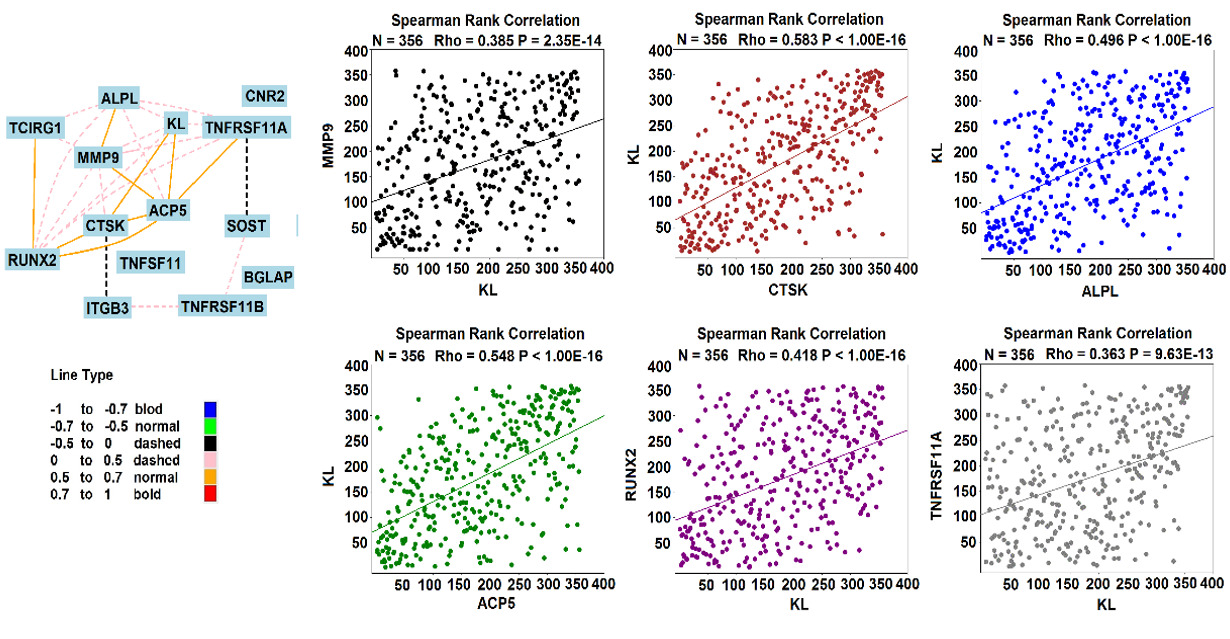 Fig. 8 
            Positive correlations between KL and bone markers in humans. Numbers of patients and p-values are all listed on each image.ACP5, acid phosphatase 5; ALPL, alkaline phosphatase; BGLAP, bone gamma-carboxyglutamate protein; CNR2, cannabinoid receptor 2; CTSK, cathepsin K; ITGB3, integrin subunit beta 3; KL, klotho; MMP9, matrix metallopeptidase 9; RUNX2, RUNX family transcription factor 2; SOST, sclerostin; TCIRG1, T cell immune regulator 1; TNFRSF11A, tumour necrosis factor (TNF) receptor superfamily member 11a; TNFRSF11B, TNF receptor superfamily member 11b; TNFSF11, TNF superfamily member 11.
          