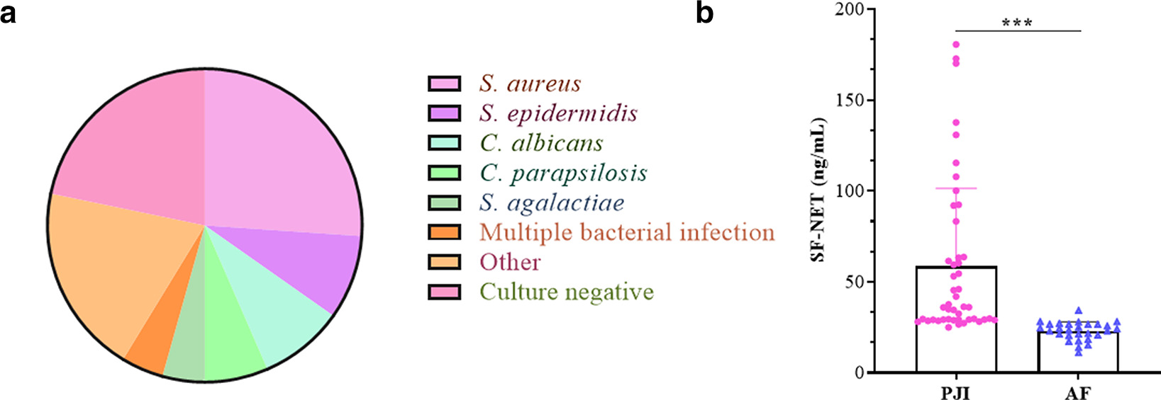 Fig. 1 
          a) The pathogenic microorganisms isolated for periprosthetic joint infection (PJI). S. aureus, Staphylococcus aureus; S. epidermidis, Staphylococcus epidermidis; C. albicans, Candida albicans; C. parapsilosis, Candida parapsilosis; S. agalactide, Streptococcus agalactiae. b) The levels of synovial fluid neutrophil extracellular traps (SF-NET) in PJI and aseptic failure (AF) patients. ***p < 0.001, Mann-Whitney U test.
        