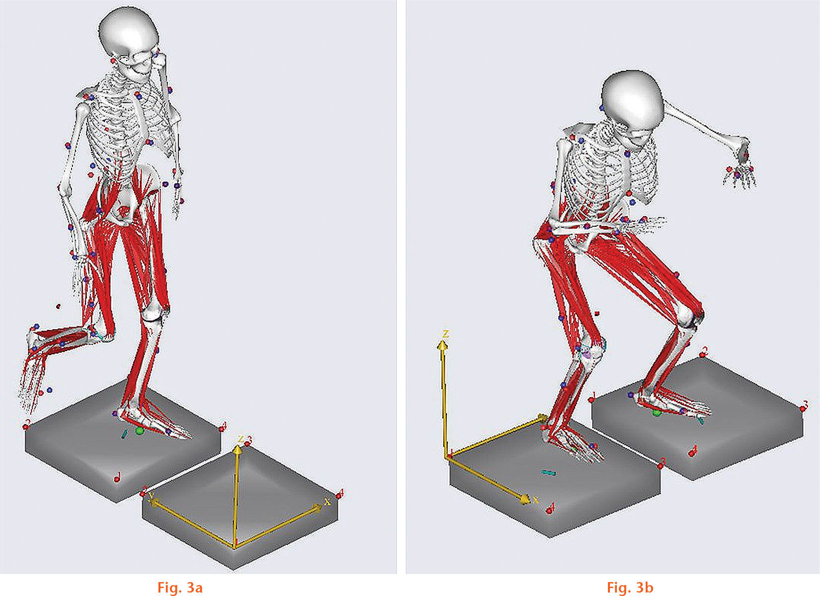  
            Diagram showing subject-specific musculoskeletal model during gait and squat conditions.
          