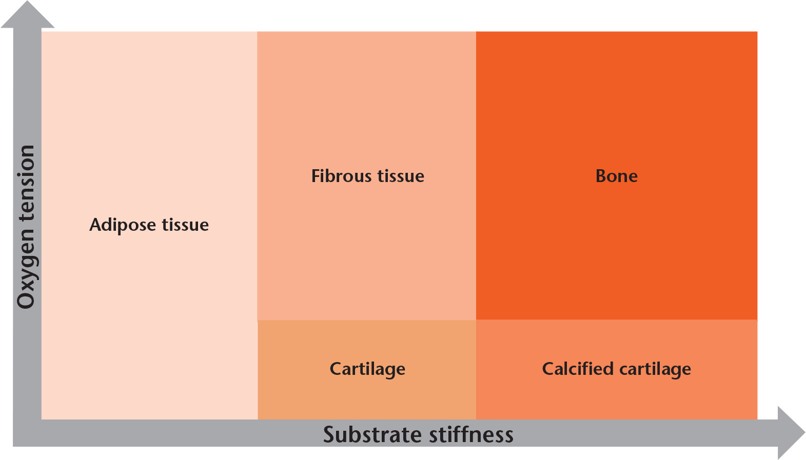 Fig. 7 
          Mesenchymal stromal cells (MSCs) are able to differentiate into adipose, fibrous or bone tissue depending on the substrate stiffness; a stiffer substrate favours bone formation. Successful bone formation also depends on the oxygen tension. A lack of oxygen leads to cartilage formation. These differentiation properties have prompted numerous research projects in which the substrate qualities were used to steer cell differentiation.
        