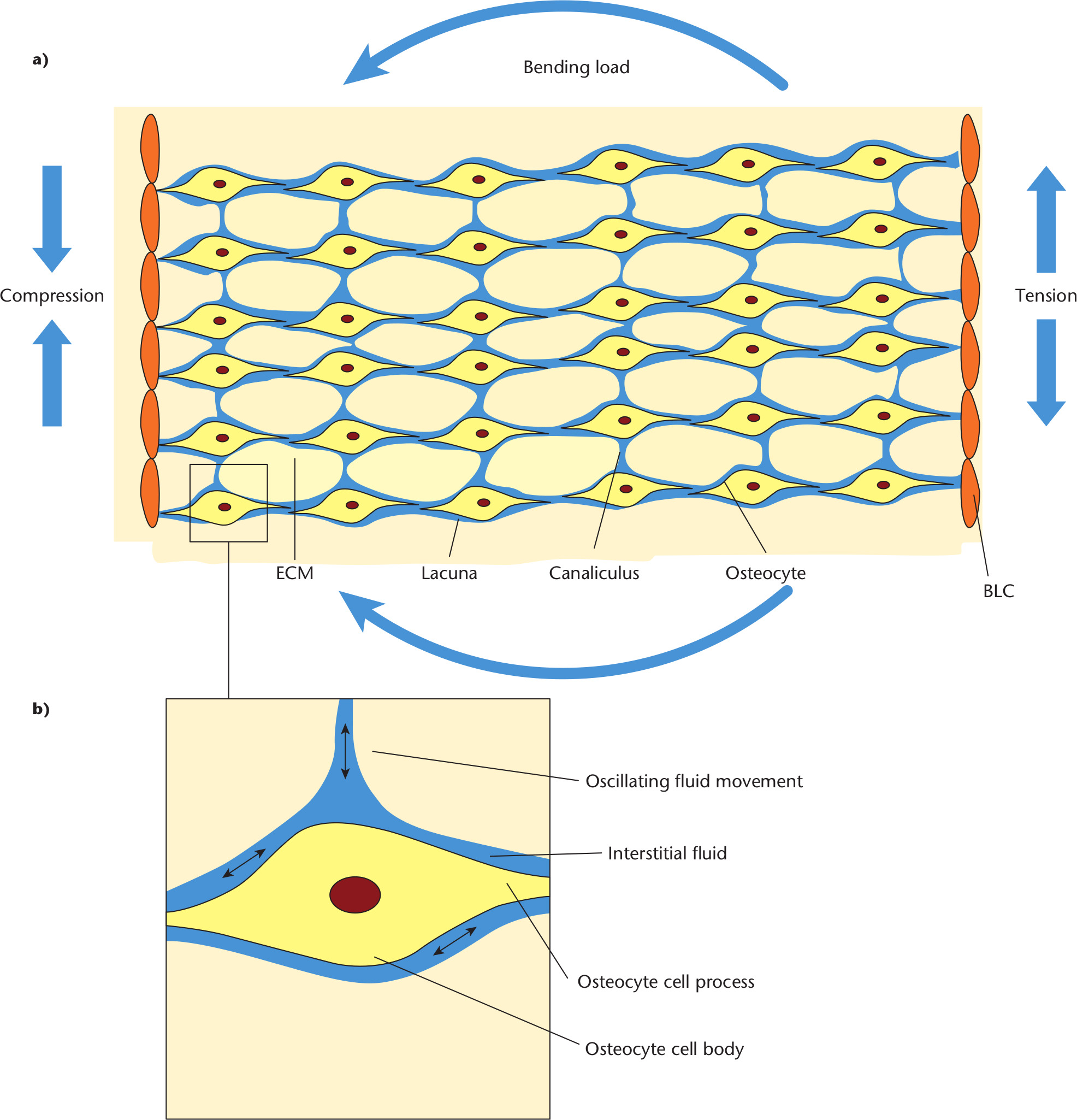 Fig. 1 
            Bone cellular architecture. a) Mechanical loading of bone causes tension and compression forces across the bone’s lacuno-canalicular (LC) network. b) The tension/compression forces cause interstitial fluid shift within the LC network in an oscillatory manner across the cell membrane. BLC, bone lining cell; ECM, extracellular matrix. Adapted with permission from Duncan RL, Turner CH. Mechanotransduction and the functional response of bone to mechanical strain. Calcif Tissue Int. 1995;57(5):344-358.
          