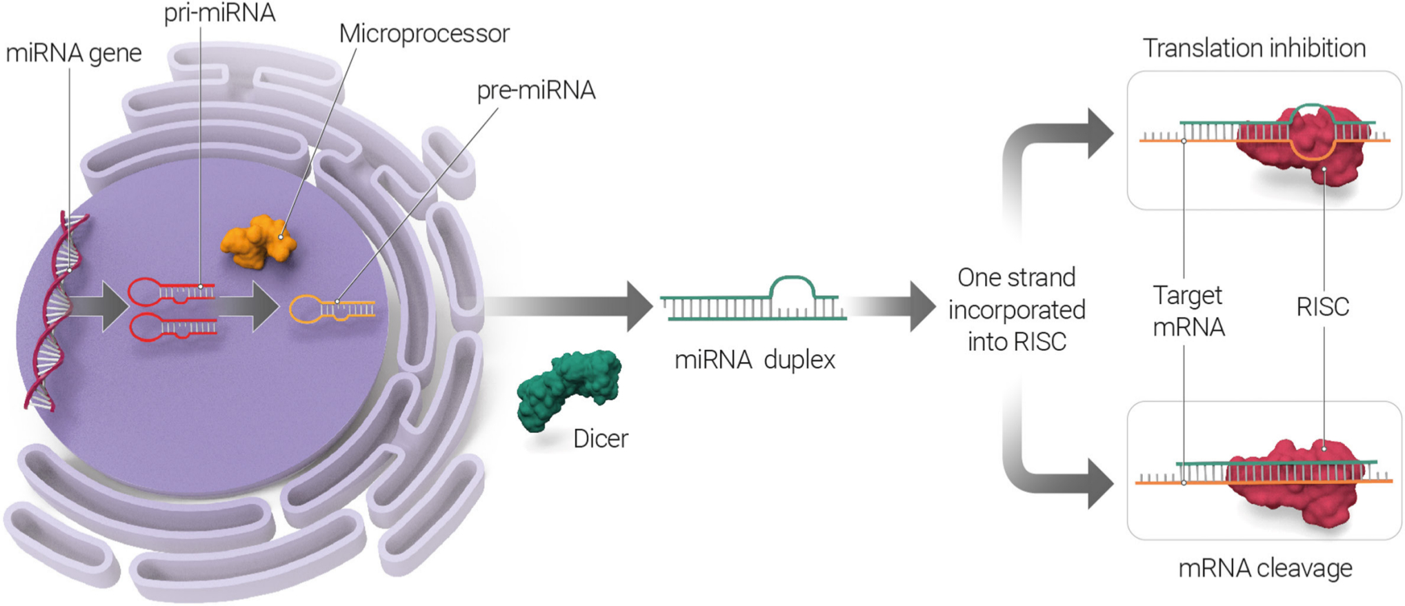 Fig. 1 
            MicroRNA (miRNA) biogenesis pathway. miRNAs are transcribed in the nucleus, generating primary miRNAs (pri-miRNAs) that undergo nuclear cleavage to form precursor miRNAs (pre-miRNAs). In the cytoplasm, pre-miRNAs are further processed by the Dicer. The double-stranded RNA duplex unwinds and then the mature single-stranded miRNAs assemble into RNA-induced silencing complex (RISC). The miRNA targets messenger RNA (mRNA) to either inhibit mRNA translation or induce mRNA cleavage and degradation.
          