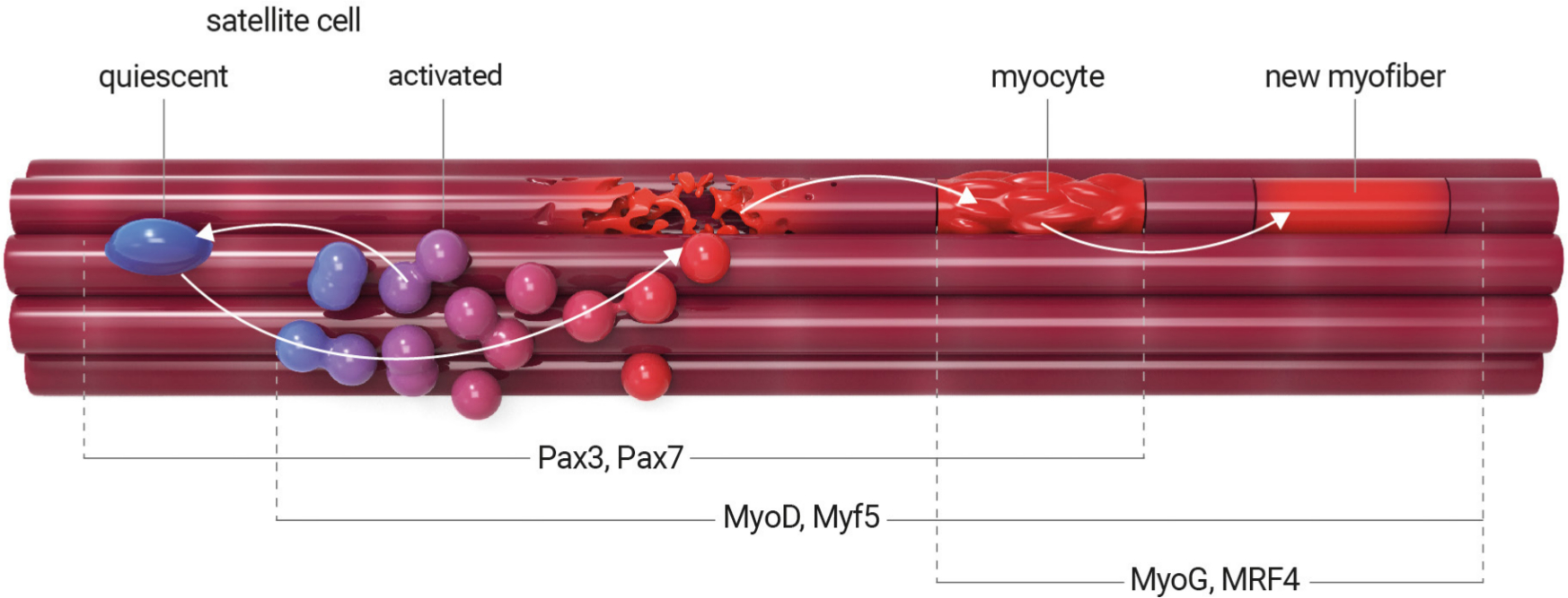 Fig. 2 
            Satellite stem cell differentiation process. In healthy adult muscle, satellite cells remain in a nonproliferative, quiescent state. They are activated in response to muscle injury or exercise. Activated satellite cells proliferate, undergo self-renewal, and differentiate into myoblasts and then to myocytes, which can mutually fuse and generate myotubes. During this time, the satellite stem cells encounter different fates. Quiescent satellite cells are characterized by the expression of transcription factors Pax7 and Pax3, whereas activated satellite cells coexpress Pax7 and myogenic differentiation factors Myf5 and MyoD. Activation of MyoG and Mrf4 characterizes the terminally differentiated myocyte. Diseases can impair satellite cell activation and proliferation, resulting in the inhibition of terminal differentiation.
          