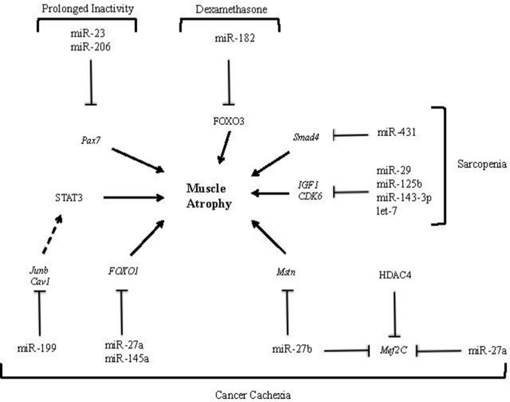 Fig. 3 
            The involvement of microRNAs (miRNAs) in muscle atrophy associated with cancer cachexia, sarcopenia, prolonged inactivity, and dexamethasone-induced atrophy. MicroRNA-23 and miR-206 downregulation affects the expression of transcription factor Pax7 in satellite stem cells, promoting muscle mass wasting during prolonged activity.42 Following dexamethasone treatment, miR-182 suppresses forkhead box O3 (FOXO3) at the messenger RNA (mRNA) and protein level, which induces atrophy.40 In sarcopenia, miR-29, miR-125b, miR-143-3p, and let-7 have been shown to impair myogenesis by targeting insulin-like growth factor 1 (IGF-1) and cyclin-dependent kinase 6 (CDK6).43 In mice muscle, miR-431 was overexpressed and the muscle has shown reduced Smad4 level, which increases during ageing.44 Interactions between miRNA and mRNA have been identified in cancer cachexia muscle wasting. They include miR-199a/caveolin 1 (Cav1), miR-199a/transcription factor Jun-B (Junb), miR-27a/FOXO1, miR-145a/FOXO1, miR-27a/myocyte enhancer factor 2 (Mef2C), and miR-27b/Mef2C.45 STAT3, signal transducer and activator of transcription 3.
          