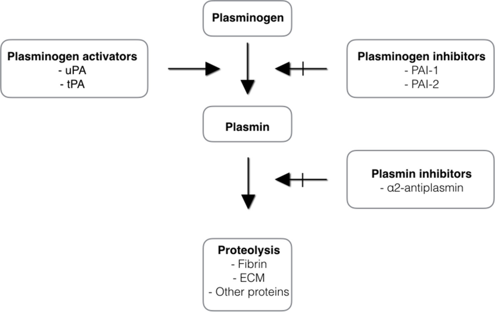 Fig. 6 
          Diagram of factors required for the fibrinolysis system in wound healing. Schema drawn based on Gysen P et al, RoŚć D et al, and Kummer JA et al.9,10,14 ECM, extracellular matrix; tPA, tissue plasminogen activator; uPA, urokinase-type plasminogen activator.
        