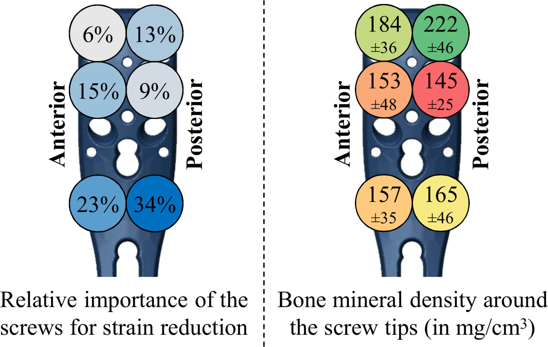 Fig. 4 
          Left: Results of the repeated-measure analysis of variance (ANOVA), showing the relative importance of augmenting the proximal humerus internal locking system (PHILOS) plate screws considering the reduction in average peri-screw bone strain, i.e. predicted fixation failure risk. The percentiles were normalized to the total part of the variation explained by the six screws as factors (80%). Blue colours indicate a higher strain reduction, i.e. larger mechanical benefit. Right: Local bone mineral density (mean and SD) evaluated in cylindrical regions around the tips of each screw, showing worst and best bone stock in red and green, respectively. Note that due to the oblique screw trajectories, the tip locations of the second row are flipped anteroposteriorly compared to the shown screw head positions (see Figure 1) and that only left humeri were analyzed in this study.
        